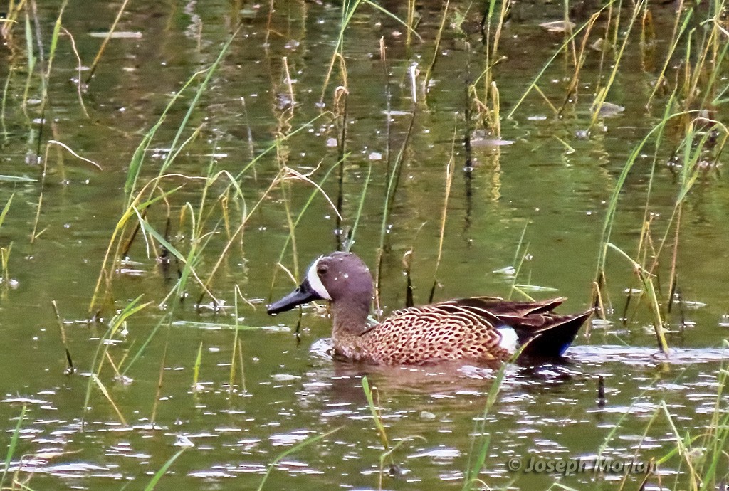 Blue-winged Teal - ML619032799