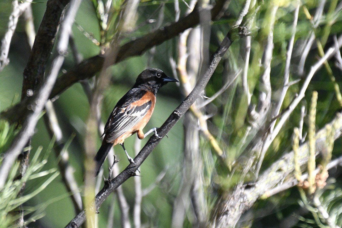 Orchard Oriole - ML619032833