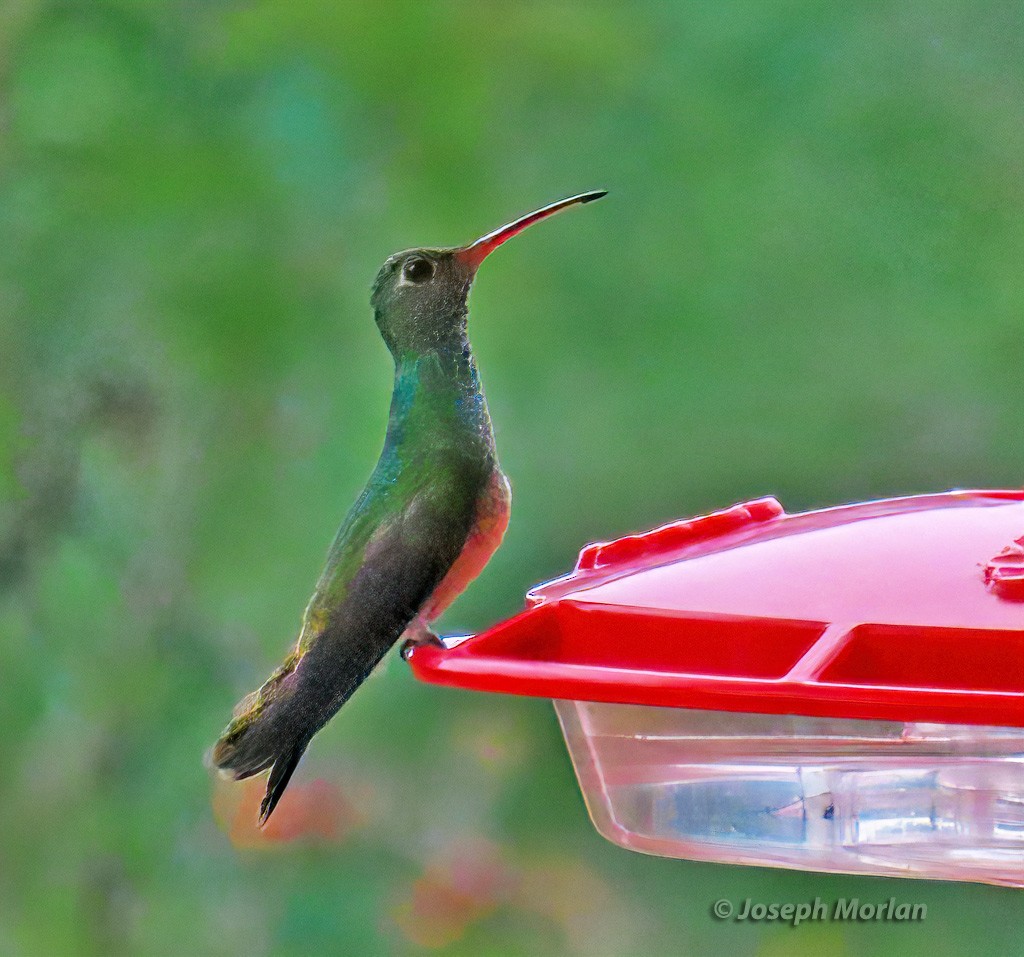 Buff-bellied Hummingbird - ML619032846