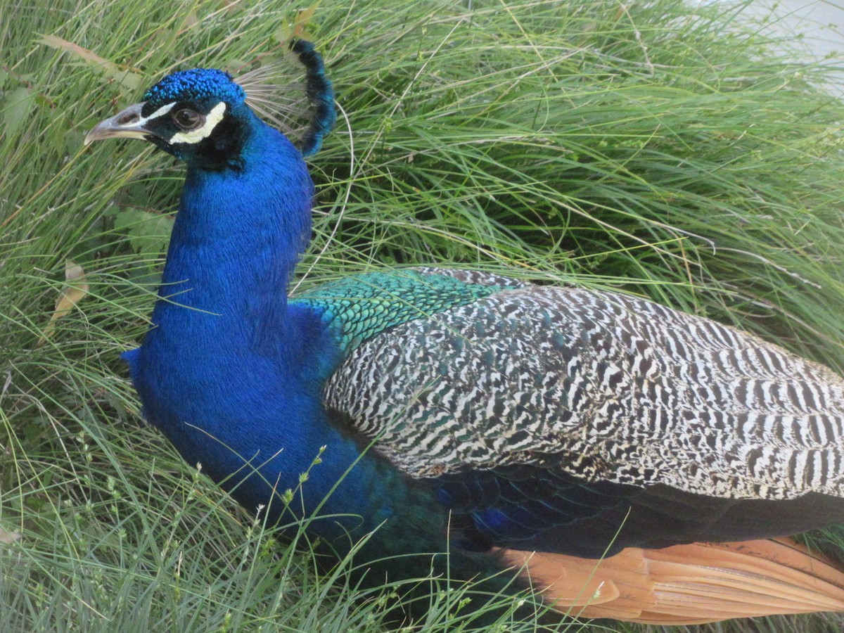 Indian Peafowl (Domestic type) - ML619032860
