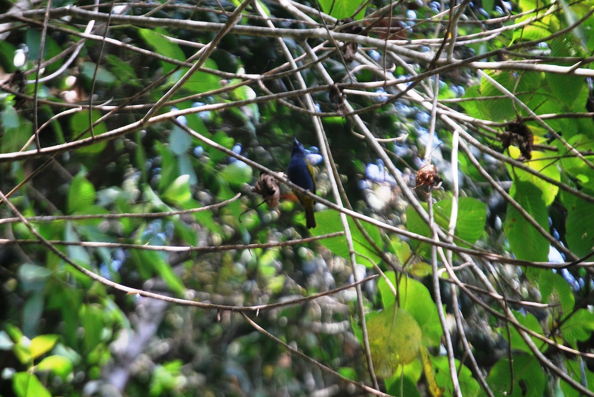 Blue-capped Tanager - ML619032878