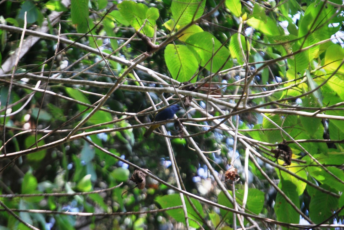Blue-capped Tanager - ML619032879