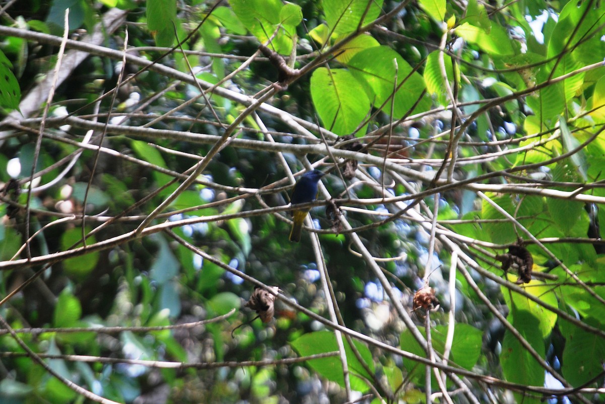 Blue-capped Tanager - ML619032880