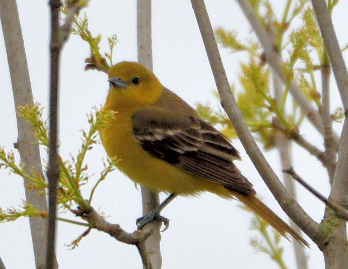 Orchard Oriole - ML619032894