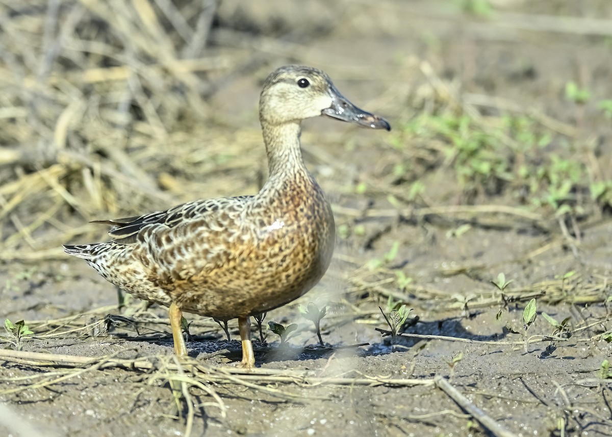 Blue-winged Teal - ML619032913