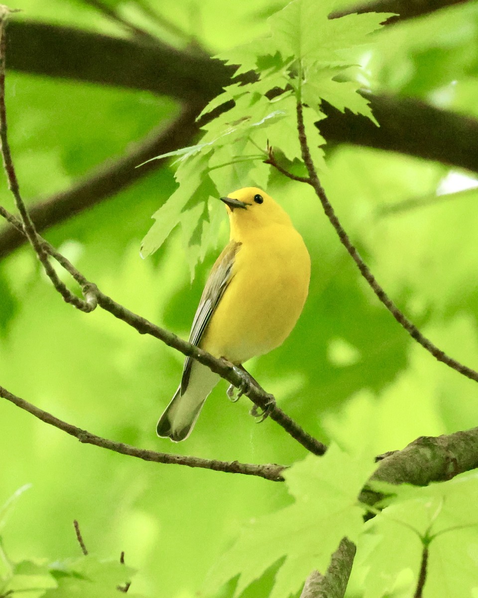 Prothonotary Warbler - ML619032975