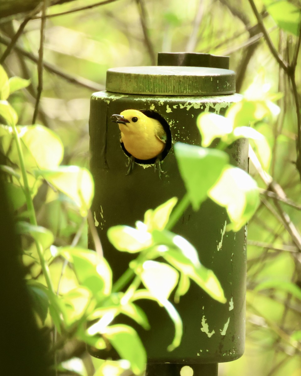 Prothonotary Warbler - ML619032976