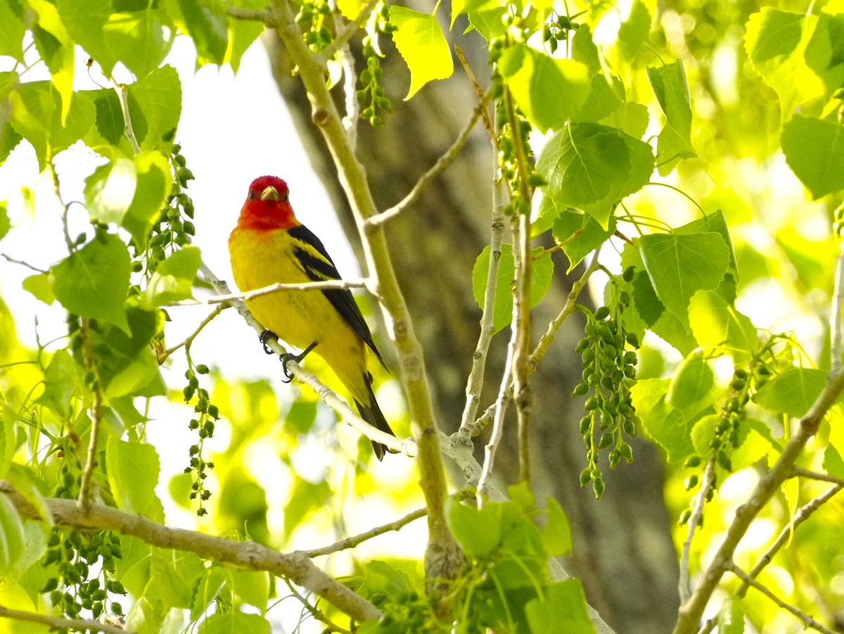 Western Tanager - ML619033048