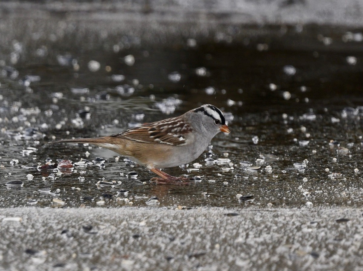 White-crowned Sparrow - Win Ahrens