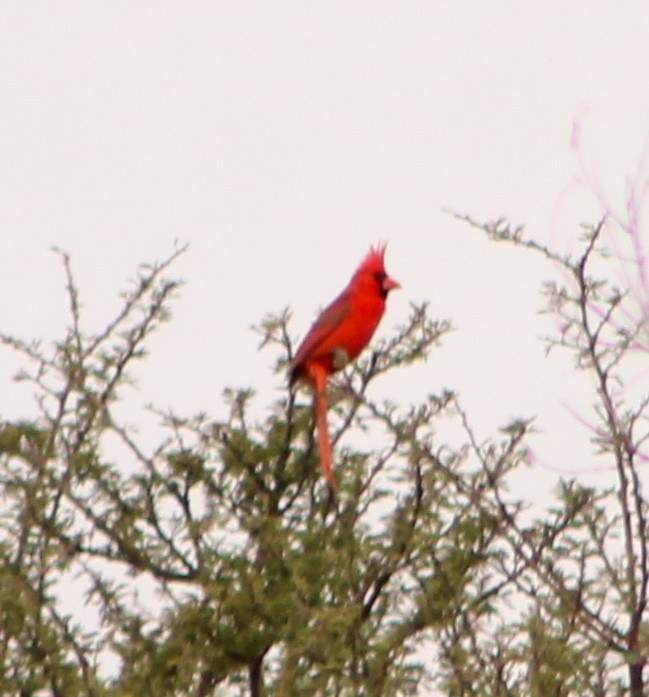 Northern Cardinal - Sarahí Maskafé