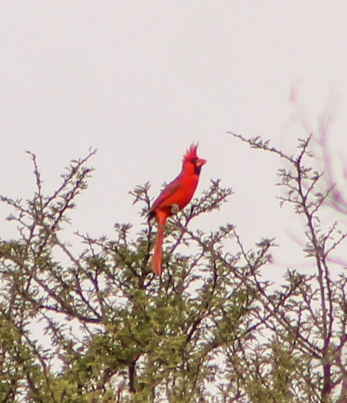 Northern Cardinal - Sarahí Maskafé