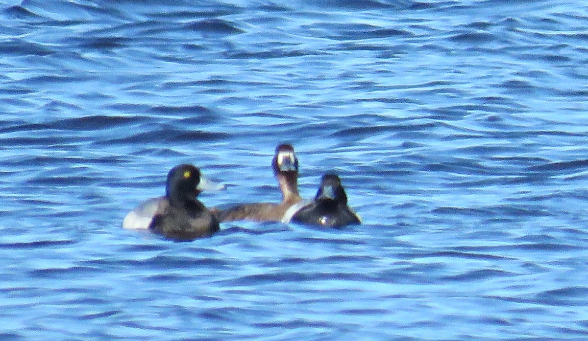 Greater Scaup - Katherine Holmes