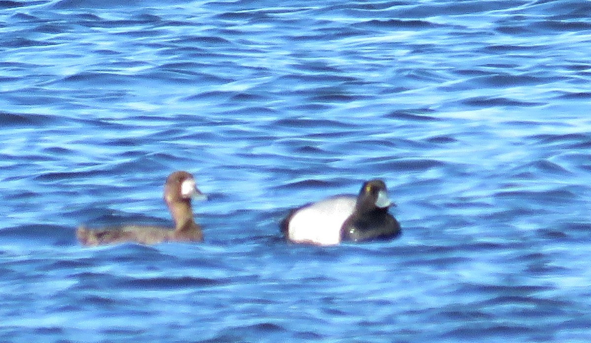 Greater Scaup - ML619033075