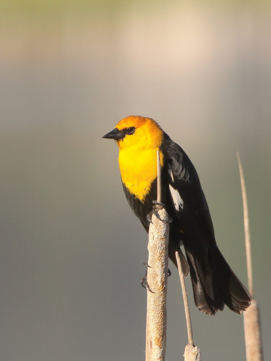 Yellow-headed Blackbird - ML619033093