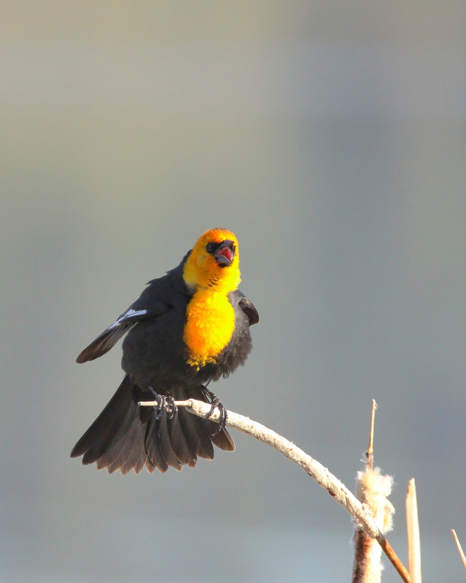 Yellow-headed Blackbird - ML619033095