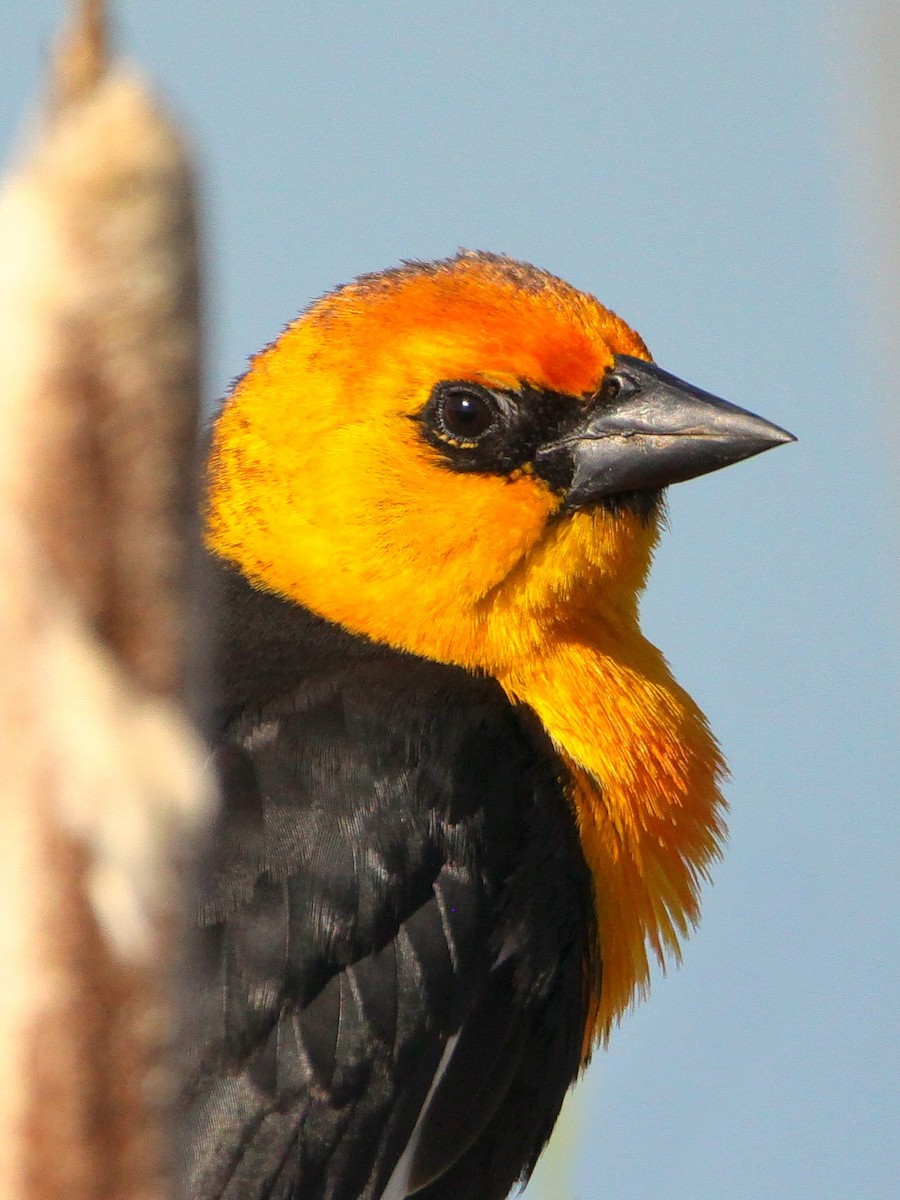 Yellow-headed Blackbird - ML619033097