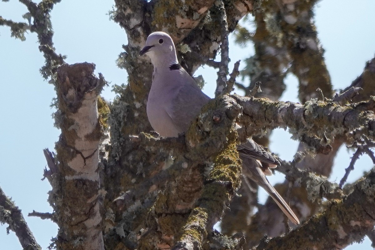 Eurasian Collared-Dove - ML619033115