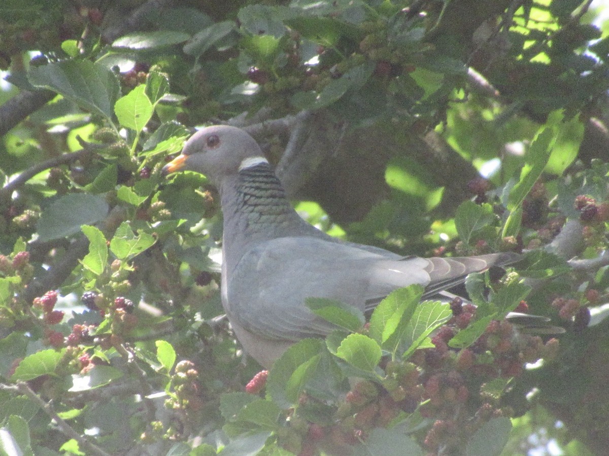 Band-tailed Pigeon - ML619033134