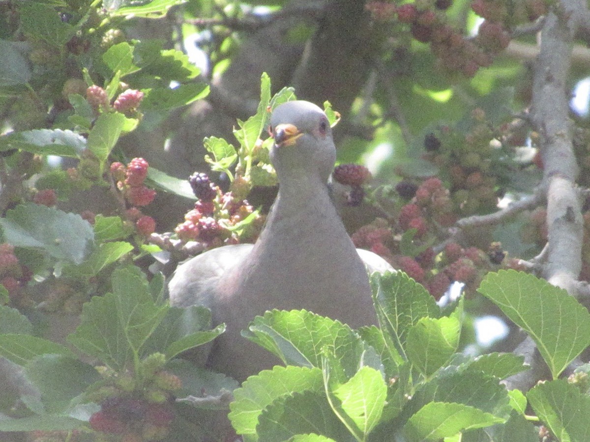 Band-tailed Pigeon - ML619033135
