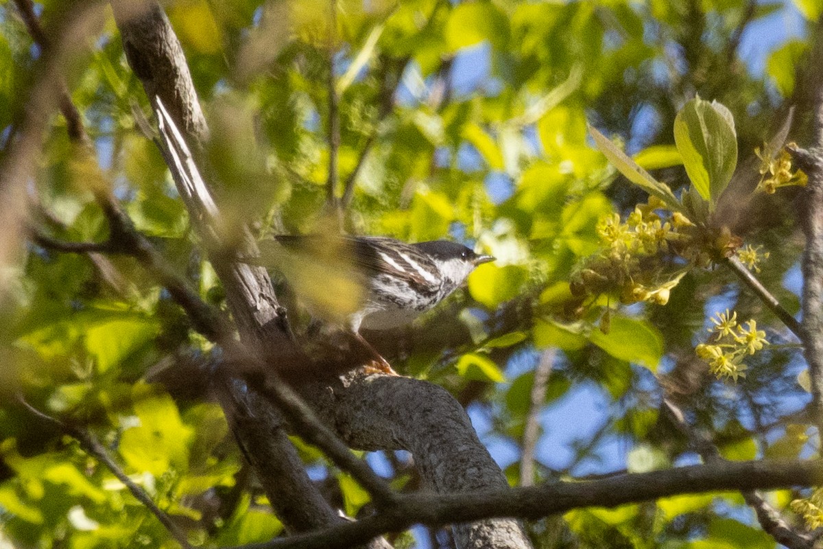 Blackpoll Warbler - Stinky Bird