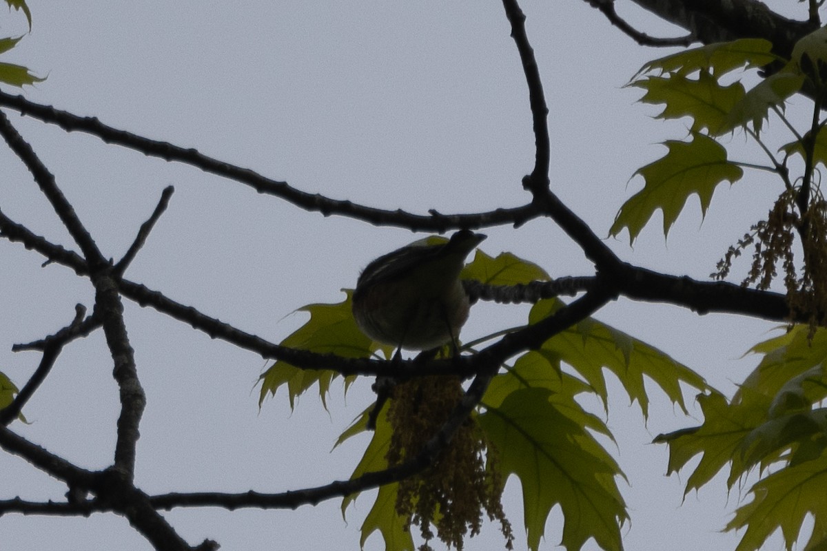 Bay-breasted Warbler - ML619033197
