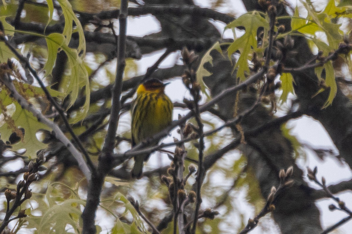 Cape May Warbler - ML619033240