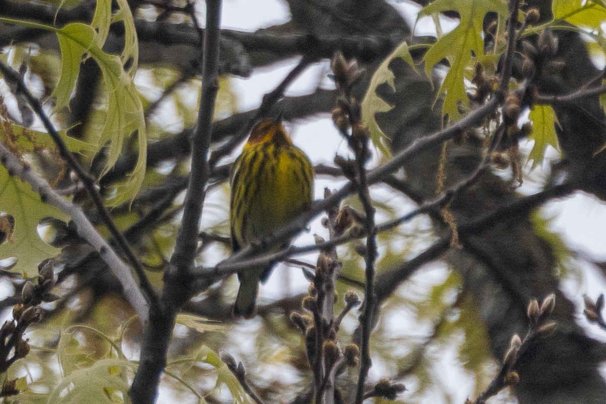 Cape May Warbler - ML619033241