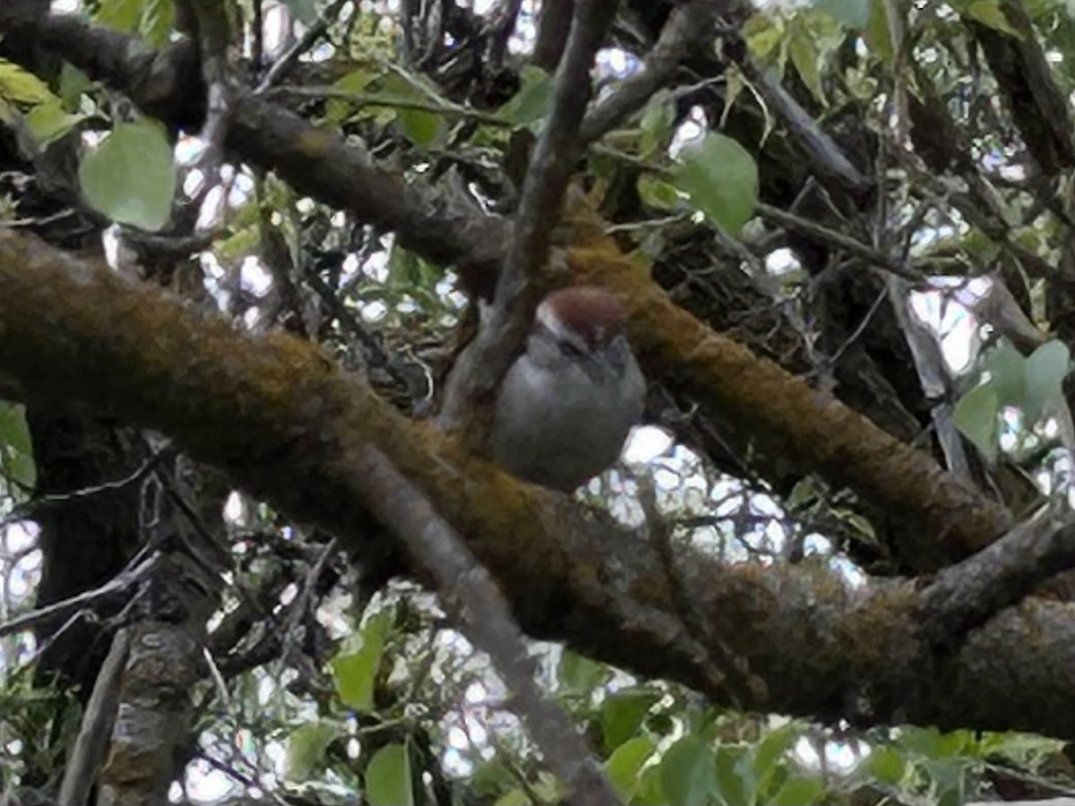 Chipping Sparrow - ML619033257