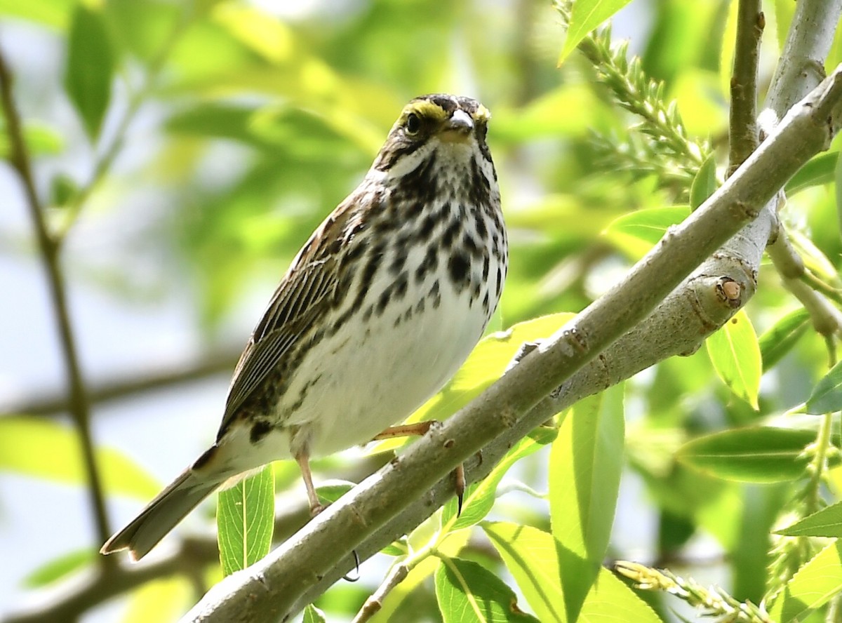 Savannah Sparrow - ML619033260