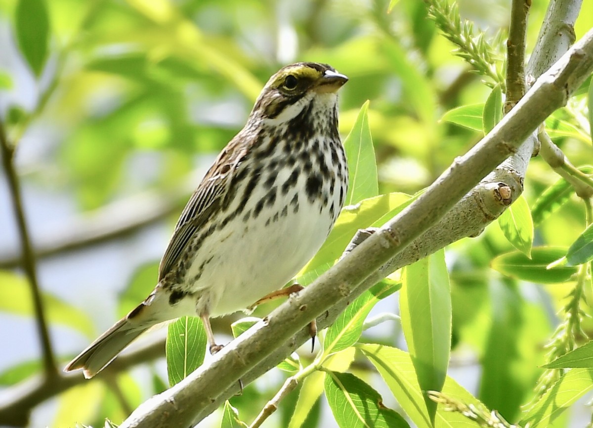 Savannah Sparrow - ML619033261