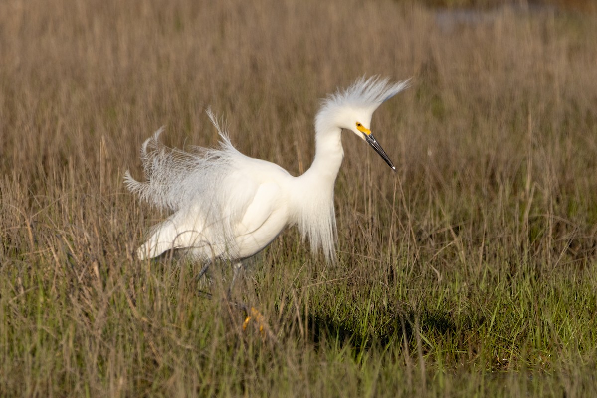Snowy Egret - Stinky Bird