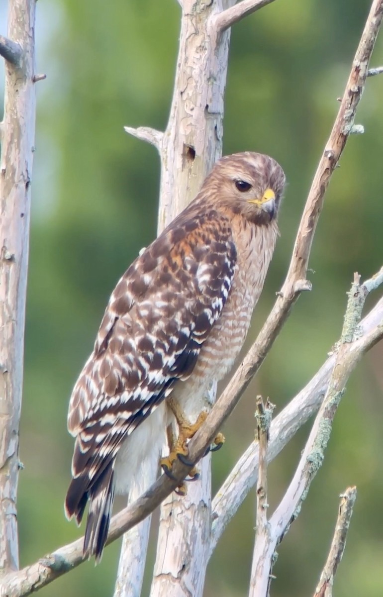 Red-shouldered Hawk - Soule Mary