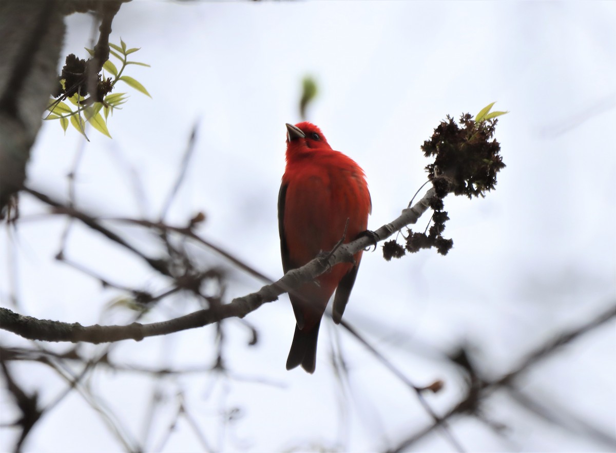 Scarlet Tanager - ML619033405