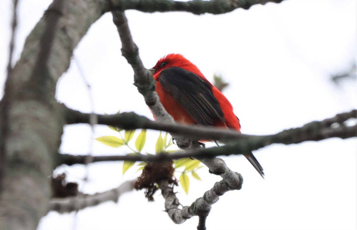 Scarlet Tanager - ML619033419