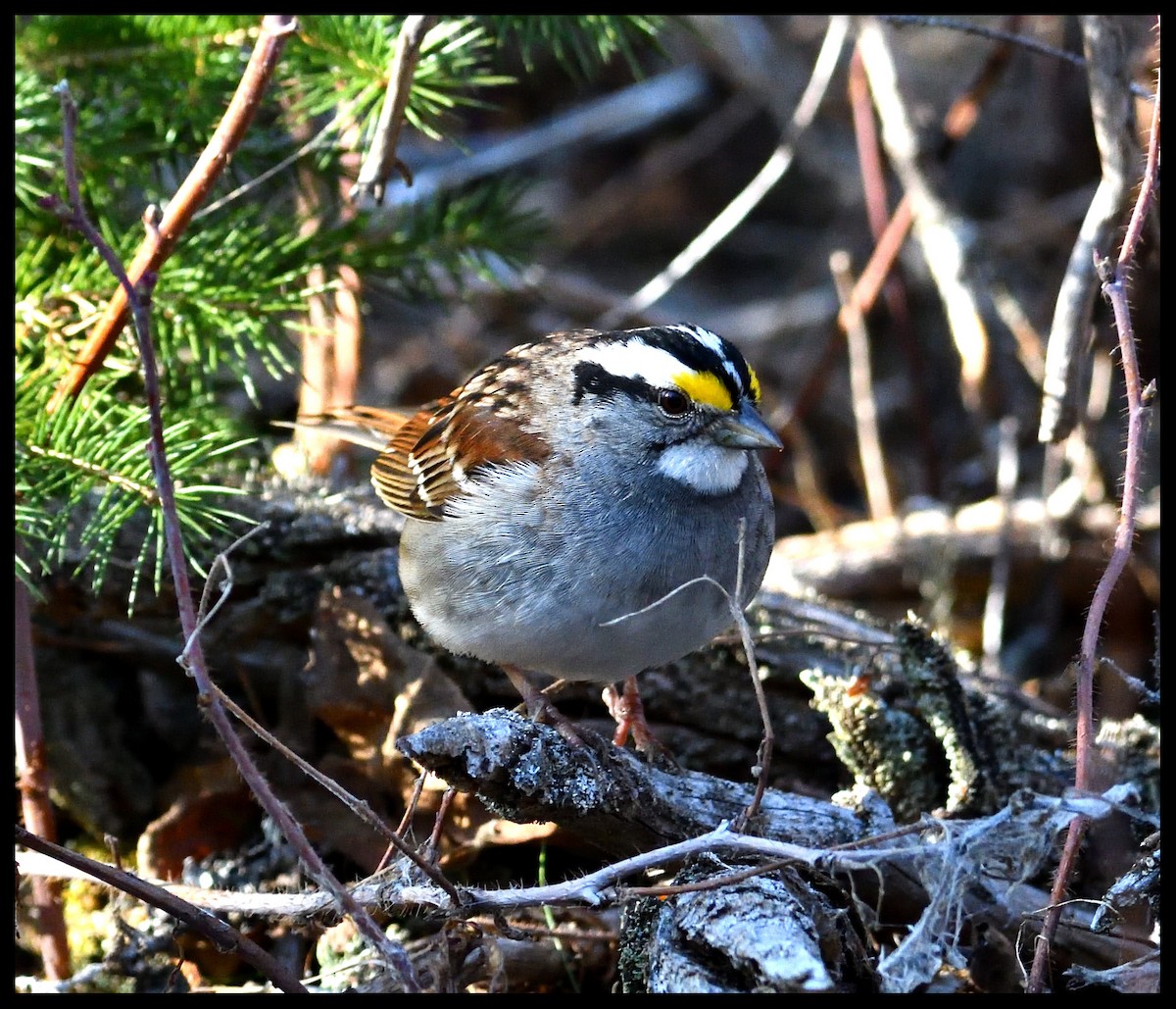 White-throated Sparrow - Dominic Thibeault