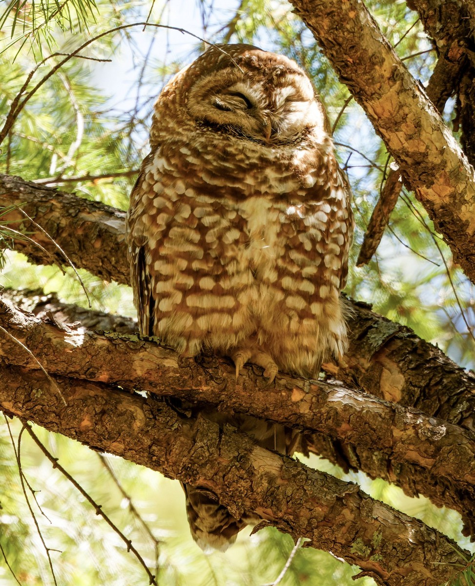Spotted Owl - ML619033460