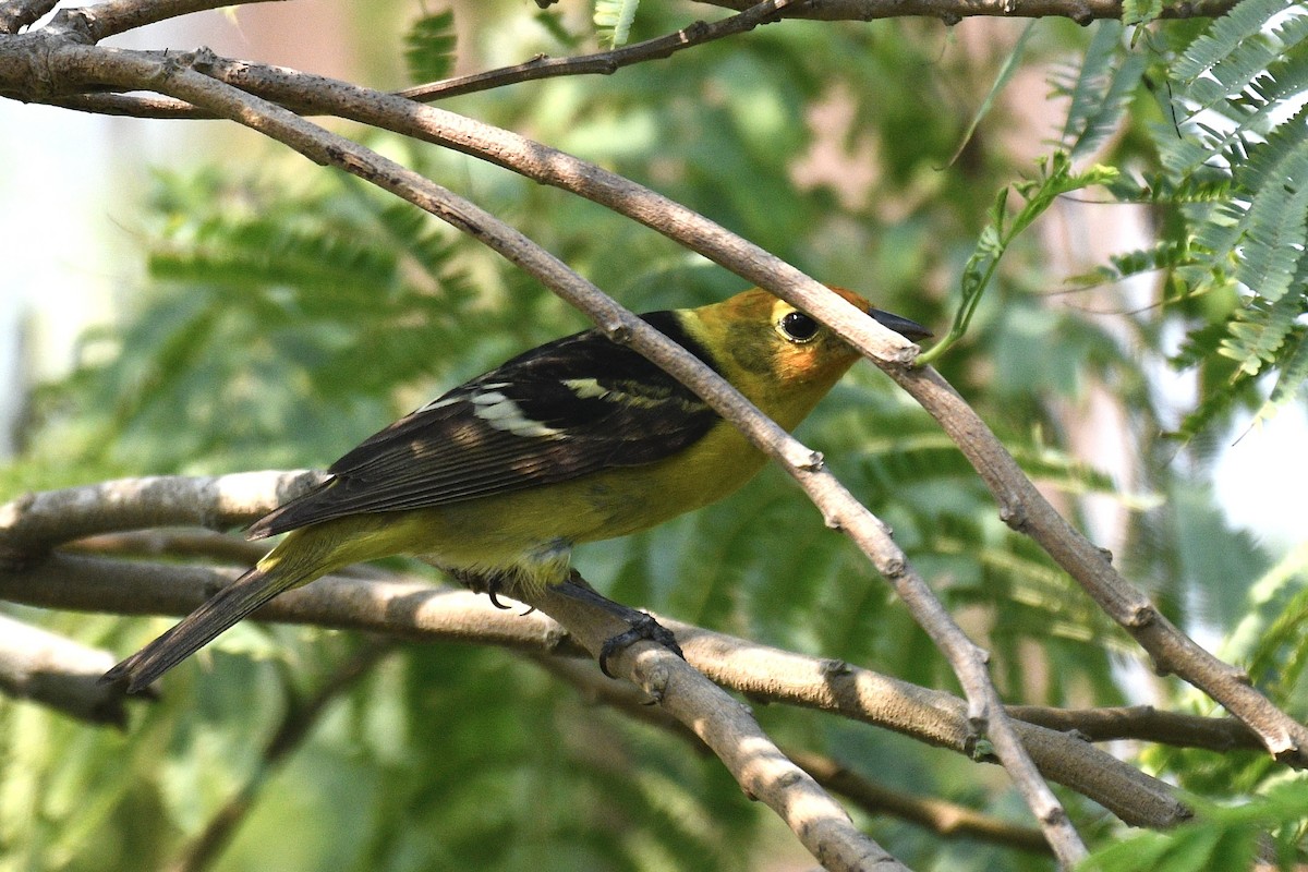 Western Tanager - ML619033499