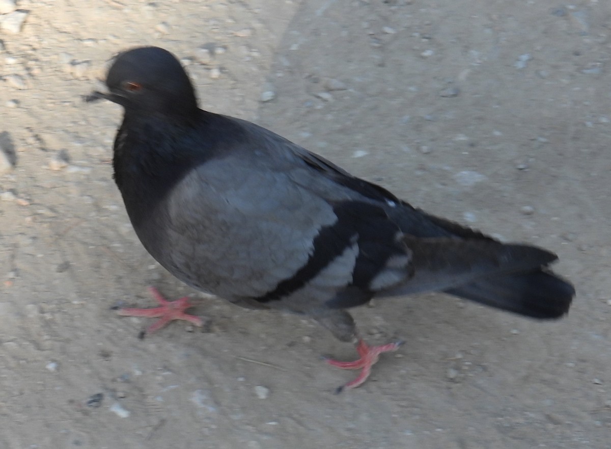 Pigeon biset (forme domestique) - ML619033511