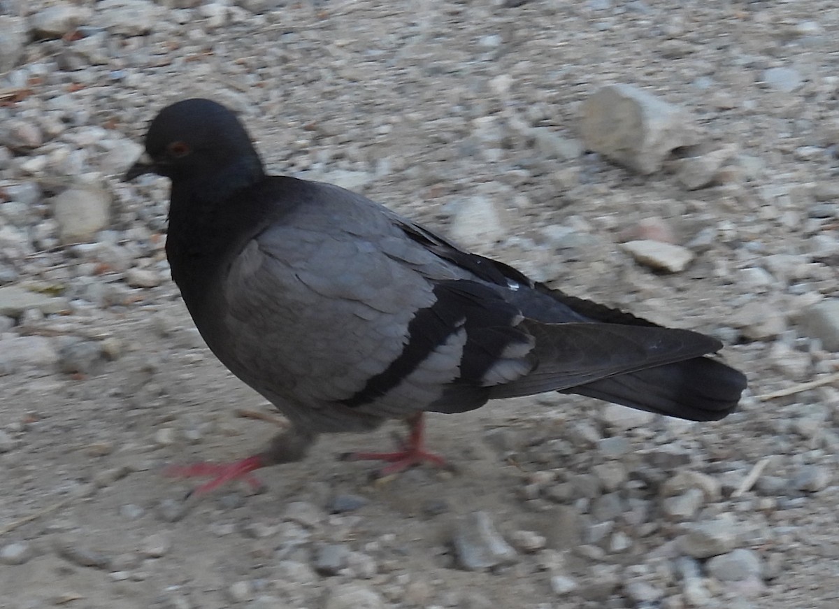 Rock Pigeon (Feral Pigeon) - ML619033512