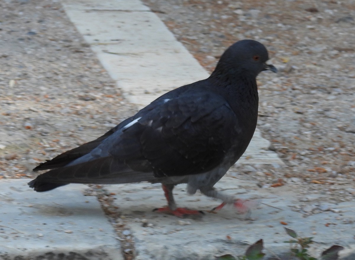 Rock Pigeon (Feral Pigeon) - ML619033513