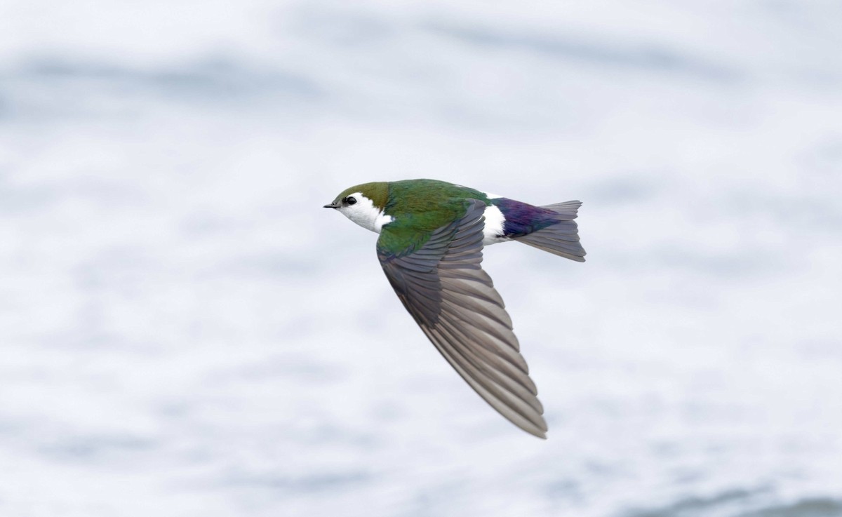 Violet-green Swallow - ML619033557