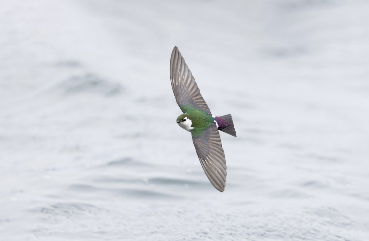 Violet-green Swallow - ML619033561