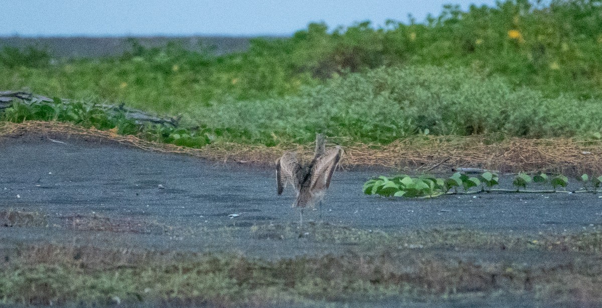 Long-billed Curlew - ML619033562