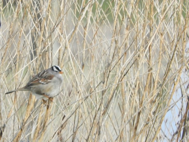 White-crowned Sparrow - ML619033602