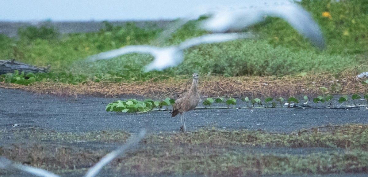 Long-billed Curlew - ML619033608