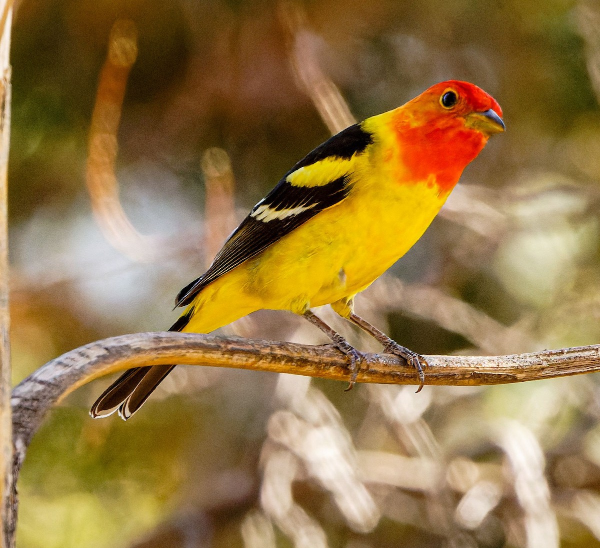 Western Tanager - ML619033633