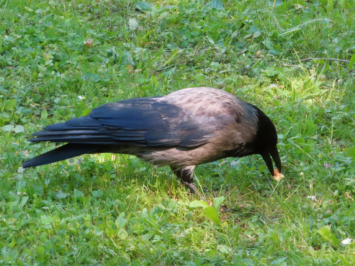Hooded Crow - ML619033660