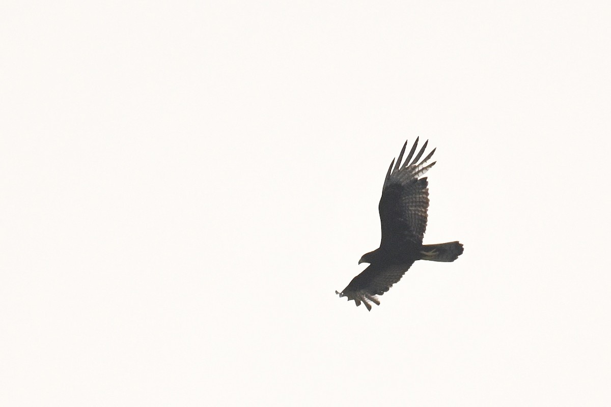 Zone-tailed Hawk - ML619033663