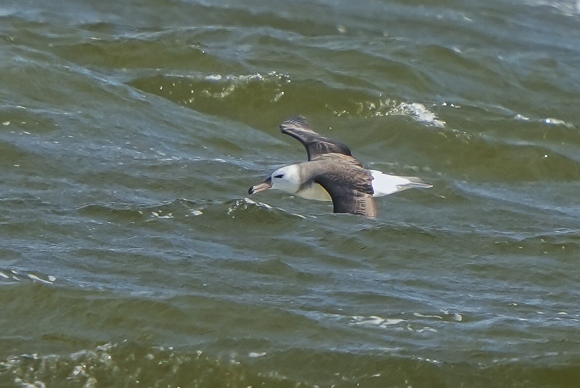 Albatros à sourcils noirs - ML619033685