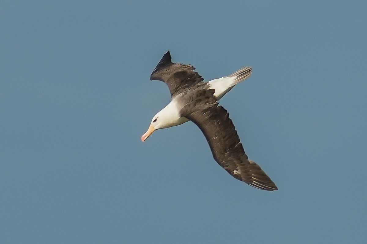 Чернобровый альбатрос - ML619033687